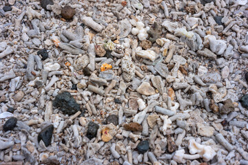 the texture of coral clusters on the beach