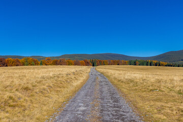 Landscape with a dirt road crossing a plain with dry grass and a forest with autumn trees in the background