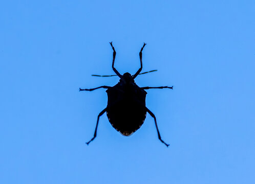 Silhouette of a Eurygaster integriceps beetle