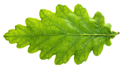 Fototapeta premium maple green leaf on white background