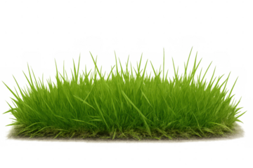 Grass tuft on transparent background, fresh green lawn turf patch for gardening and nature themes
