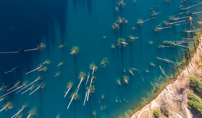 An aerial view of tree trunks in Lake Kaindy, a popular tourist destination in the Almaty region of southeastern Kazakhstan, on an autumn morning.