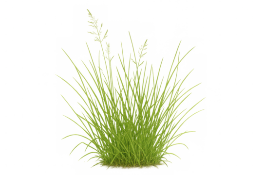 Green grass clump with slender blades, growing outdoors, featuring natural texture on transparent background - Powered by Adobe