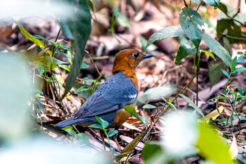 An Orange-headed Thrush Bird in Dense Forest Understory with Blue Gray Wings