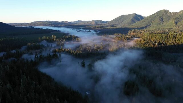 4K aerial drone footage of low clouds and fog moving above dense evergreen forest in Olympic National Forest, Washington State, USA, during a calm fall morning with soft sunlight over mountains