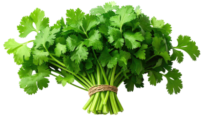 A tied bundle of vibrant, leafy green cilantro with detailed stems against a dark background