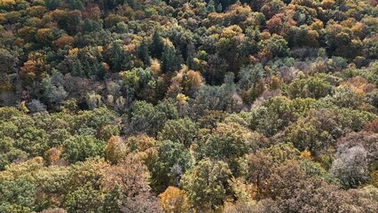 Aerial view of colorful autumn forest trees drone shoot season element