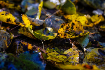 Colorful autumn leaves in autumn, autumn background
