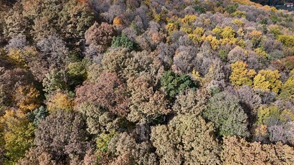 Aerial view of colorful autumn forest trees drone shoot season element