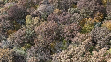 Aerial view of colorful autumn forest trees drone shoot season element
