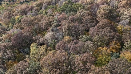 Aerial view of colorful autumn forest trees drone shoot season element