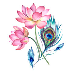 Watercolor pink lotuses and a peacock feather on a white background. Water lilies are hand painted. A composition with a lotus. A template for the design of postcards, invitations, and fabrics.