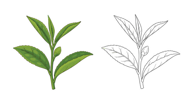 Illustration of a tea plant branch with green leaves and a bud next to a line art version