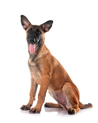 puppy malinois in studio