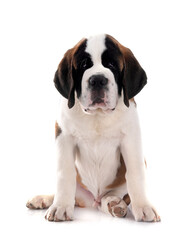 puppy saint bernard in studio