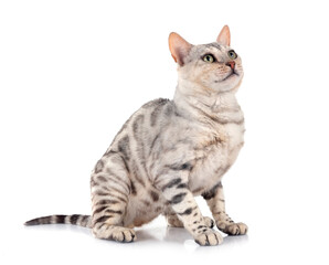 bengal cat in studio