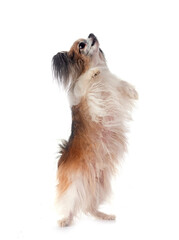 papillon dog in studio