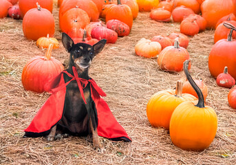 miniature pinscher in studio