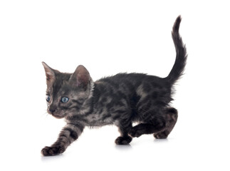 bengal kitten in studio