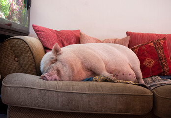 miniature pig on sofa