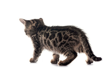 bengal kitten in studio