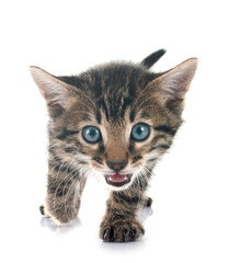 bengal kitten in studio
