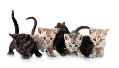bengal kitten in studio