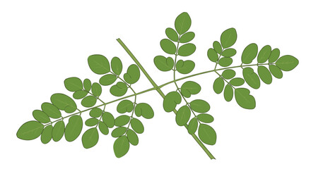 Obraz premium A close up of a moringa branch with several green leaves against a bright white background plain view