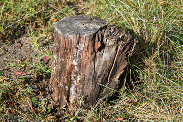 An old cracked stump in the grass. Old tree stump