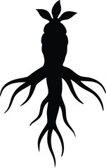 Ginger root clean silhouette vector illustration