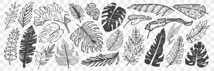 Tropical leaf sketch vector collection