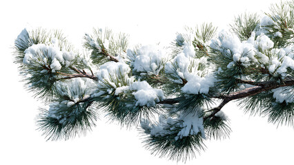 Obraz premium Snow Covered Pine Branch on Transparent Background – Winter Nature Close-Up