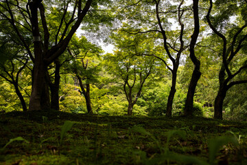 plants and nature in the Kyoto Botanical gardens