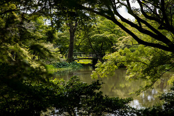 Obraz premium plants and nature in the Kyoto Botanical gardens
