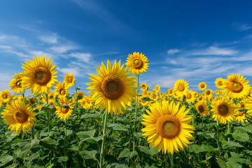 Fototapeta premium field of sunflowers