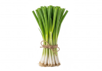 Fresh green scallions tied with twine bunch vegetable isolated on a transparent background