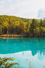 白金青い池（北海道・美瑛）｜BluePond,Biei,Hokkaido
