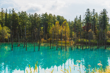 白金青い池（北海道・美瑛）｜BluePond,Biei,Hokkaido
