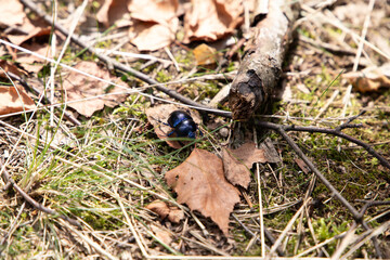 Spacer chrabąszcza w lesie 3
