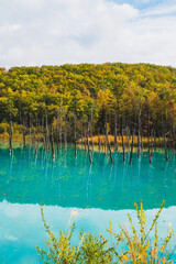 白金青い池（北海道・美瑛）｜BluePond,Biei,Hokkaido