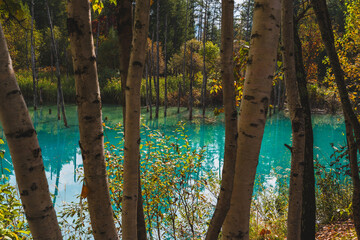 白金青い池（北海道・美瑛）｜BluePond,Biei,Hokkaido