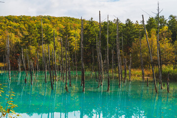 白金青い池（北海道・美瑛）｜BluePond,Biei,Hokkaido