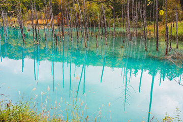 白金青い池（北海道・美瑛）｜BluePond,Biei,Hokkaido