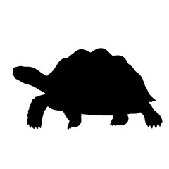 Silhouette of a large tortoise walking with its head extended and legs visible against a white background