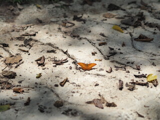 A small, bright orange butterfly rests with its wings spread open on a sandy, light-colored dirt path, highlighted by a patch of sunlight amidst scattered dry leaves.