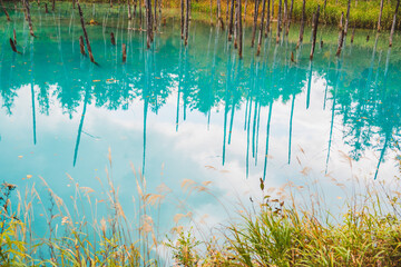 白金青い池（北海道・美瑛）｜BluePond,Biei,Hokkaido