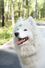 Vertical. A white husky peeks out from the bushes, walking through the grass. He looks funny. Detailed image of a Samoyed's head. Concept of beloved animals.