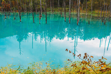 白金青い池（北海道・美瑛）｜BluePond,Biei,Hokkaido