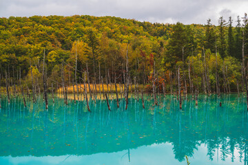 白金青い池（北海道・美瑛）｜BluePond,Biei,Hokkaido