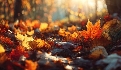 Autumn leaves blanket the forest floor, sunbeams filter through the trees